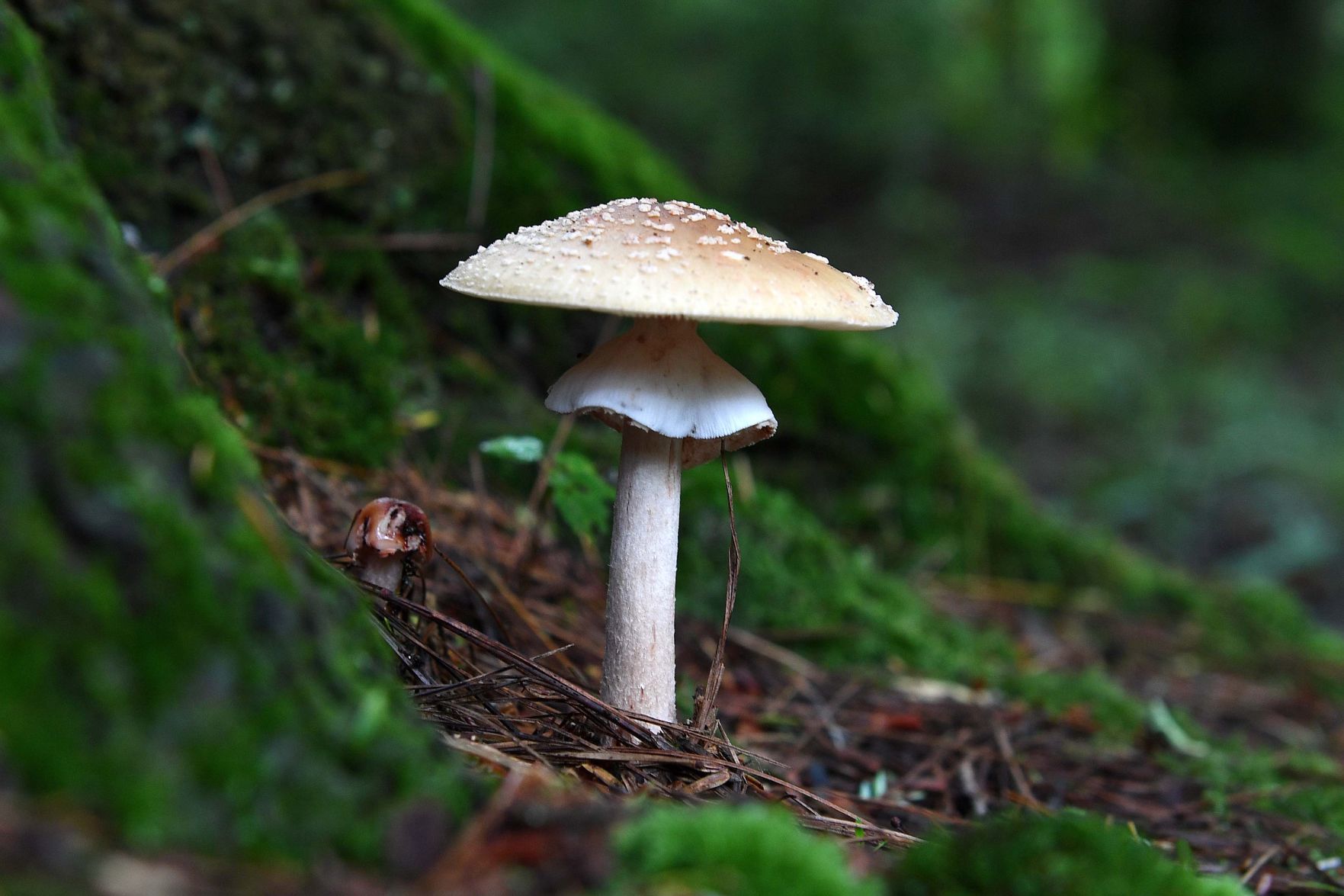 Pennsylvania Mushrooms.2.jpg